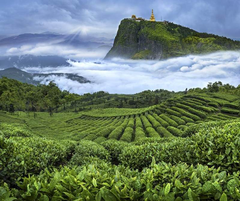 十大红茶品牌排行榜_竹叶青成为《全球十大高端名茶》中国唯一上榜品牌春茶同步上市与...