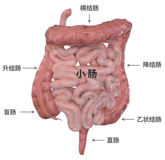 人的肠腔正常图片图片